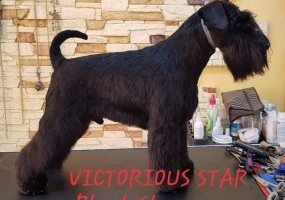 VICTORIOUS STAR Black Shance 