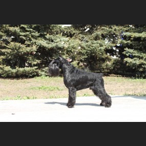 28 - 29.04.2018 2xCACIB  and special “ Schnauzers Championship 2018
