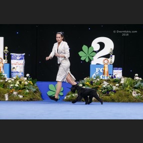 28 - 29.04.2018 2xCACIB  and special “ Schnauzers Championship 2018